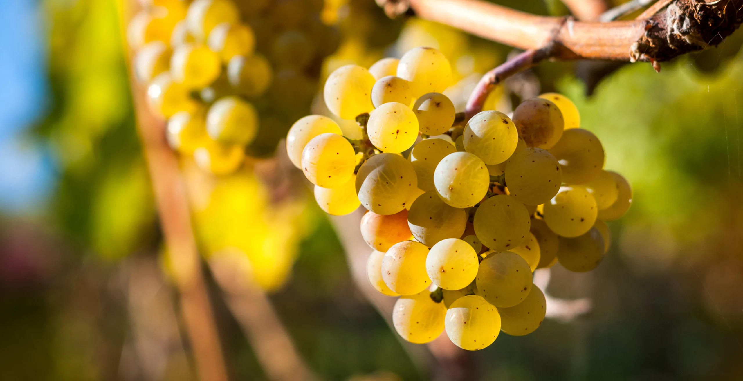 Cépage blanc du Douro