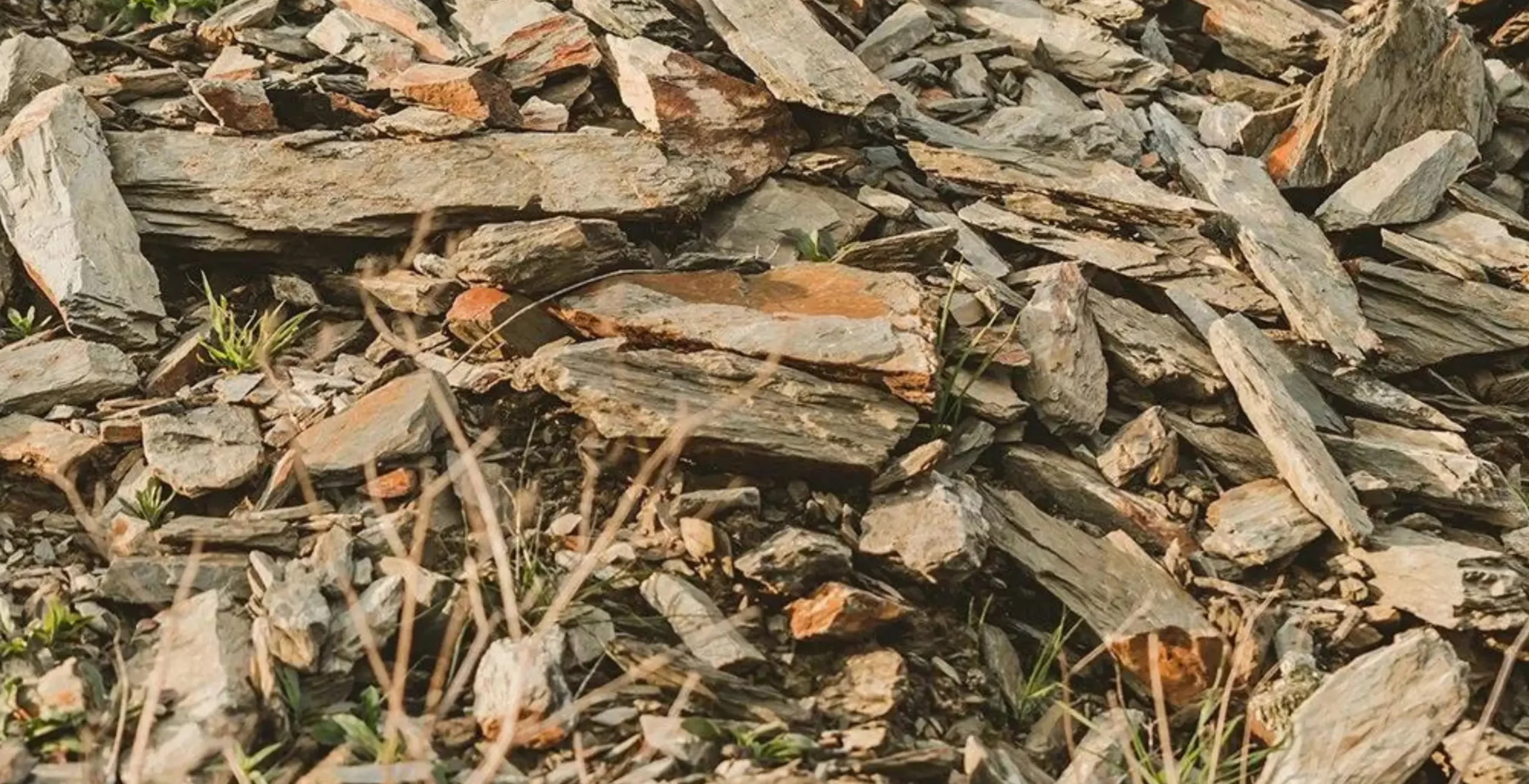 Terroir du Douro: l’impact du sol sur le vin